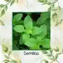 4.000 Semillas Orgánicas De Menta