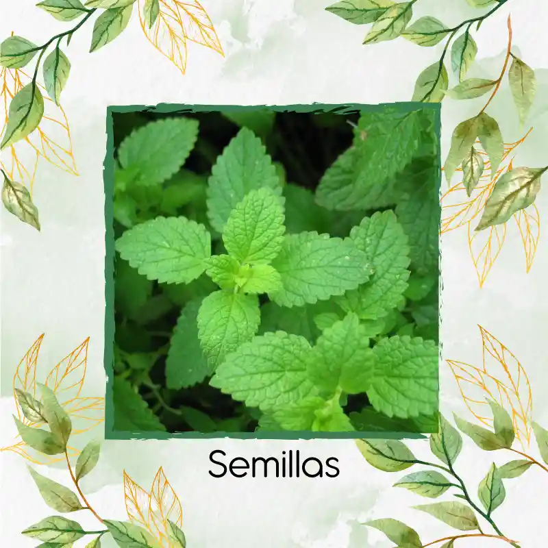 4.000 Semillas Orgánicas De Menta