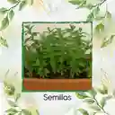 4.000 Semillas Orgánicas De Menta