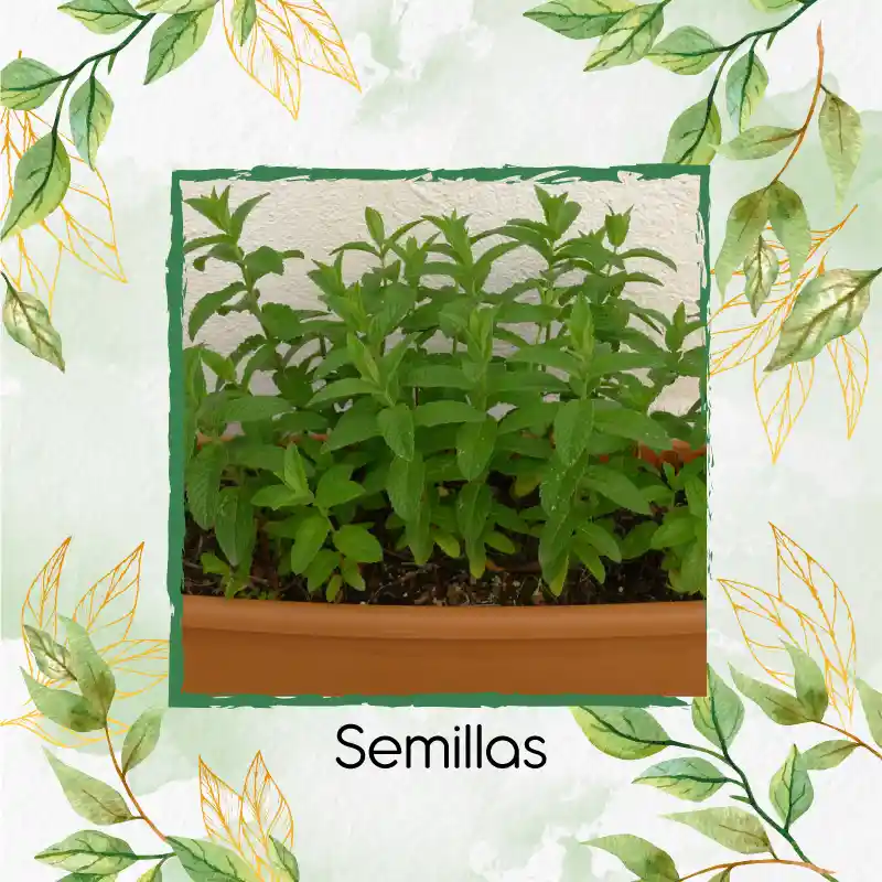 4.000 Semillas Orgánicas De Menta