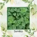 50 Semillas Orgánicas De Orégano