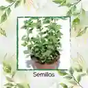 50 Semillas Orgánicas De Orégano