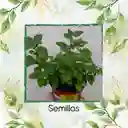 50 Semillas Orgánicas De Orégano