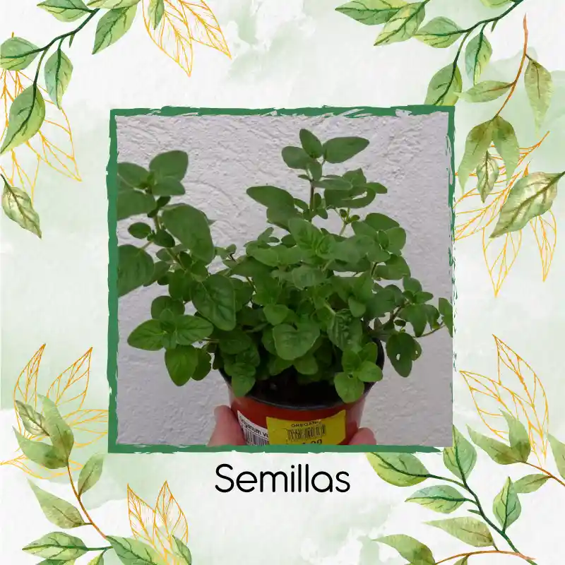 50 Semillas Orgánicas De Orégano