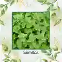 50 Semillas Orgánicas De Orégano