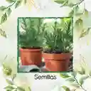 60 Semillas Orgánicas De Romero