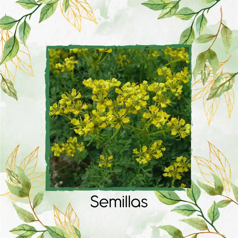 1.000 Semillas Orgánicas De Ruda