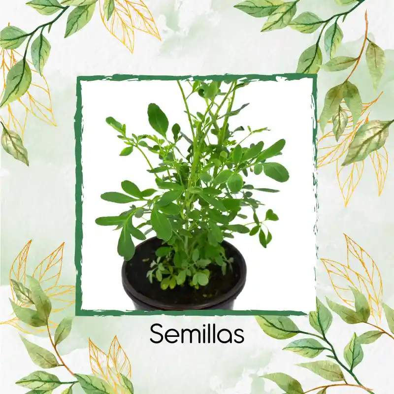 1.000 Semillas Orgánicas De Ruda