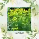 2.000 Semillas Orgánicas De Ruda