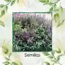 60 Semillas Orgánicas De Salvia