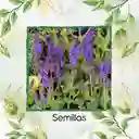 60 Semillas Orgánicas De Salvia