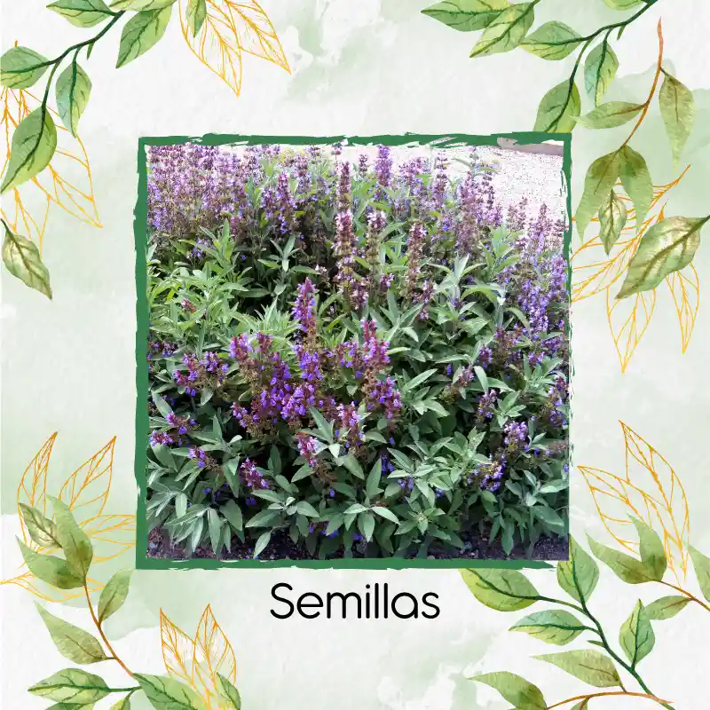 600 Semillas Orgánicas De Salvia