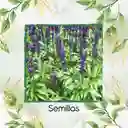 600 Semillas Orgánicas De Salvia