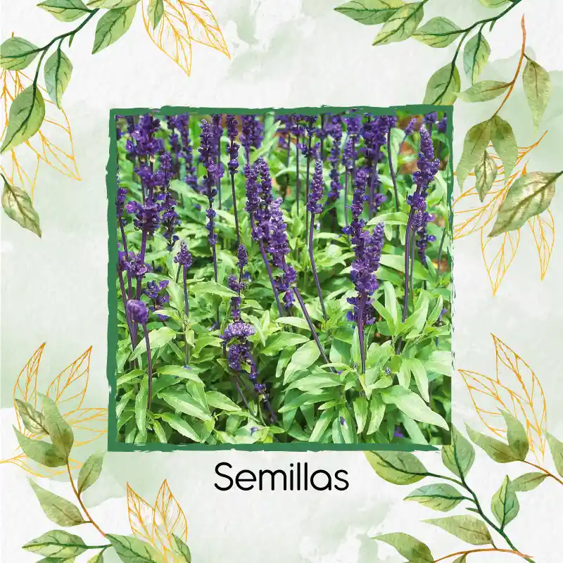 600 Semillas Orgánicas De Salvia