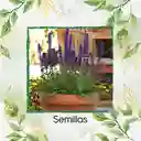 600 Semillas Orgánicas De Salvia