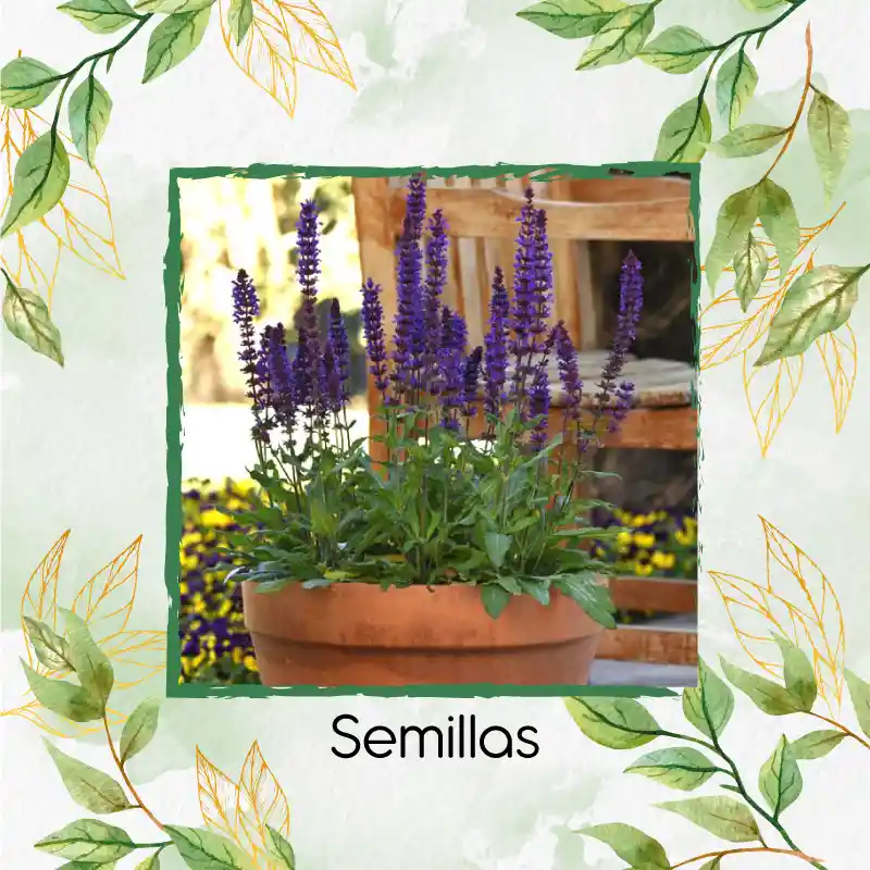 600 Semillas Orgánicas De Salvia