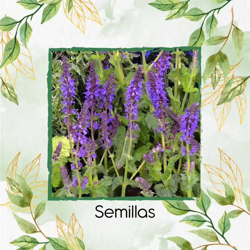600 Semillas Orgánicas De Salvia