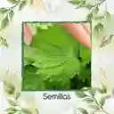 8 Semillas Orgánicas De Shiso Verde