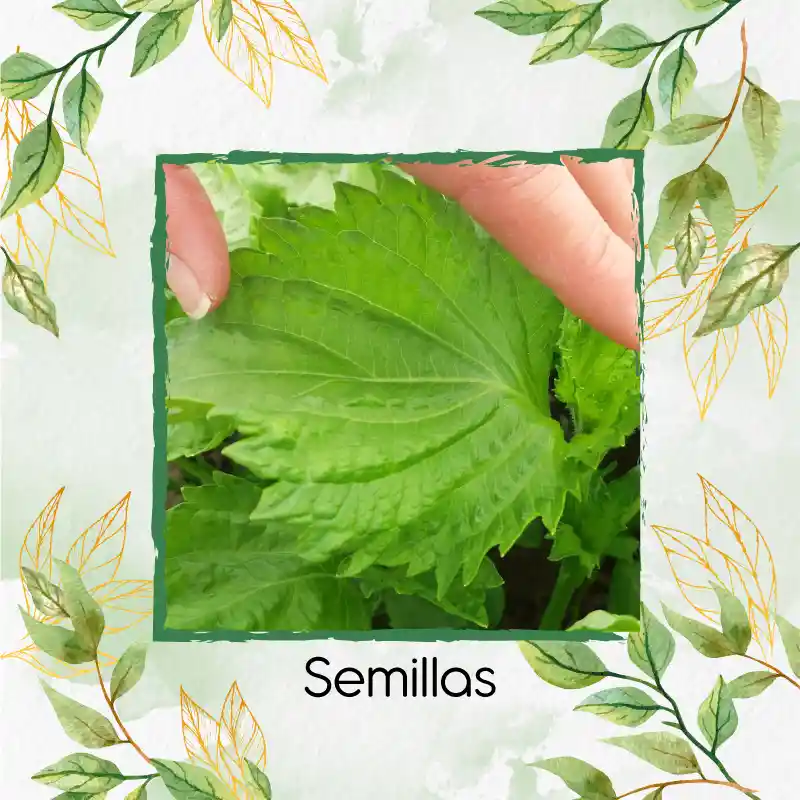 8 Semillas Orgánicas De Shiso Verde