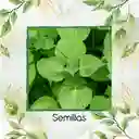 8 Semillas Orgánicas De Shiso Verde