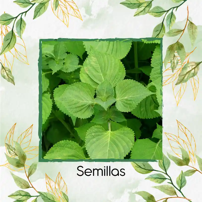 8 Semillas Orgánicas De Shiso Verde
