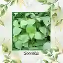 8 Semillas Orgánicas De Shiso Verde