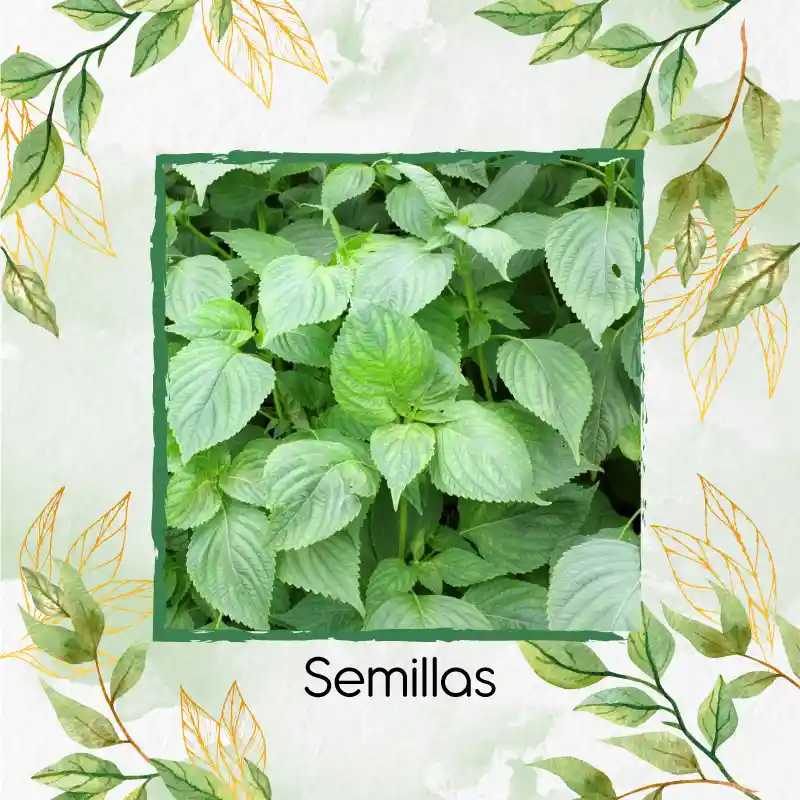 8 Semillas Orgánicas De Shiso Verde