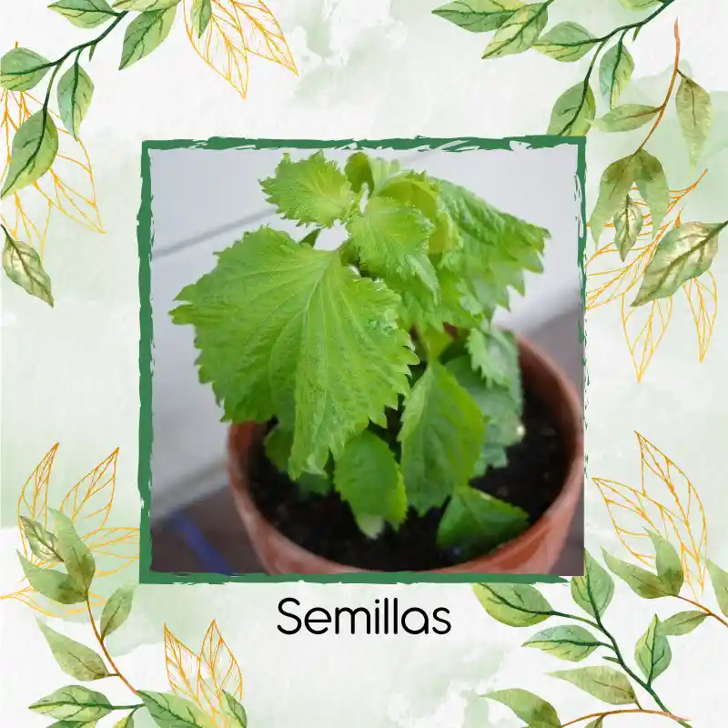 8 Semillas Orgánicas De Shiso Verde