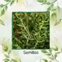 400 Semillas Orgánicas De Tomillo