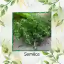 400 Semillas Orgánicas De Tomillo