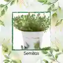 400 Semillas Orgánicas De Tomillo