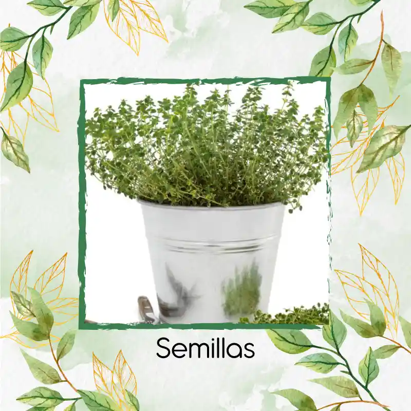400 Semillas Orgánicas De Tomillo