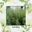 400 Semillas Orgánicas De Tomillo