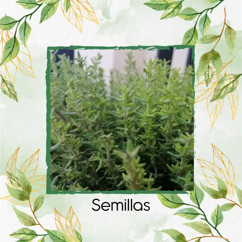400 Semillas Orgánicas De Tomillo
