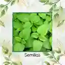 1.000 Semillas Orgánicas De Toronjil