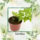 2.000 Semillas Orgánicas De Toronjil
