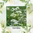 5 Semillas Orgánicas De Valeriana