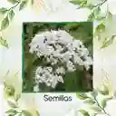 5 Semillas Orgánicas De Valeriana