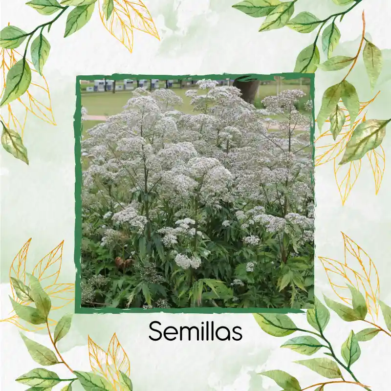 5 Semillas Orgánicas De Valeriana