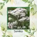 9 Semillas Orgánicas De Valeriana