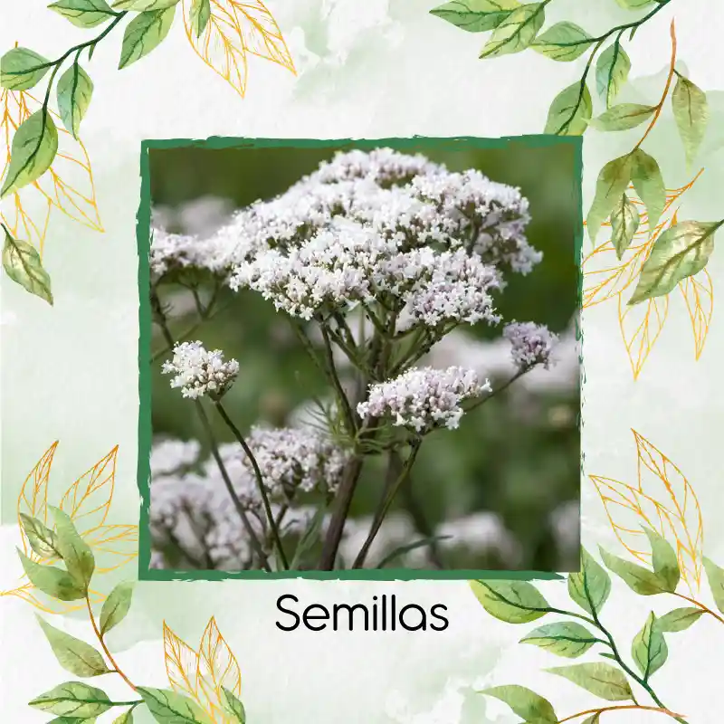 9 Semillas Orgánicas De Valeriana