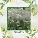 9 Semillas Orgánicas De Valeriana