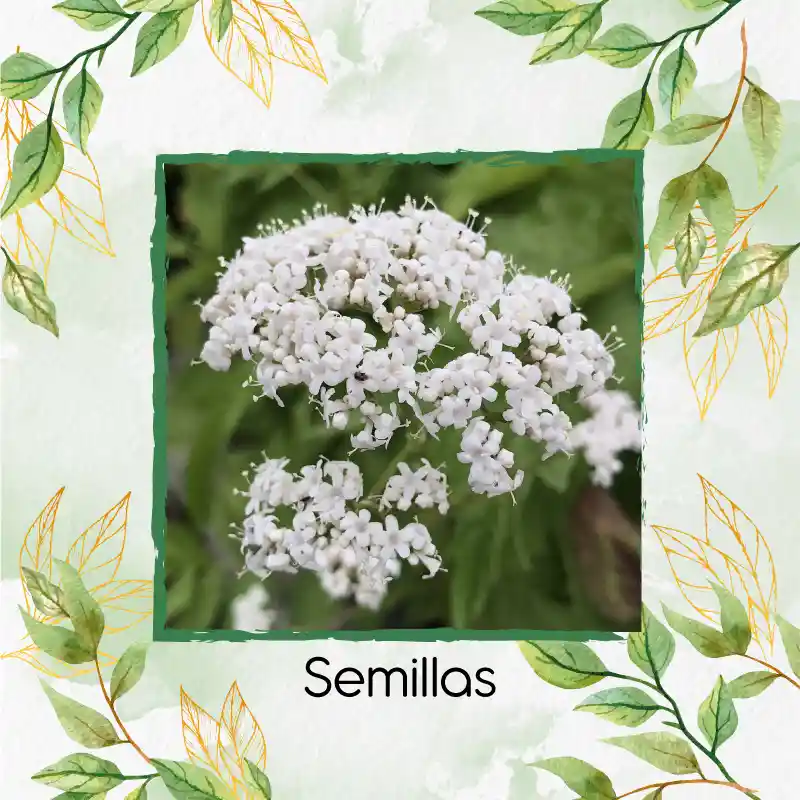 18 Semillas Orgánicas De Valeriana