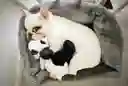 Panda Funimals