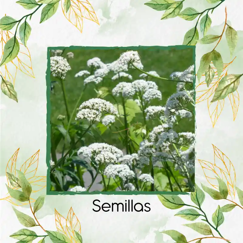 360 Semillas Orgánicas De Valeriana