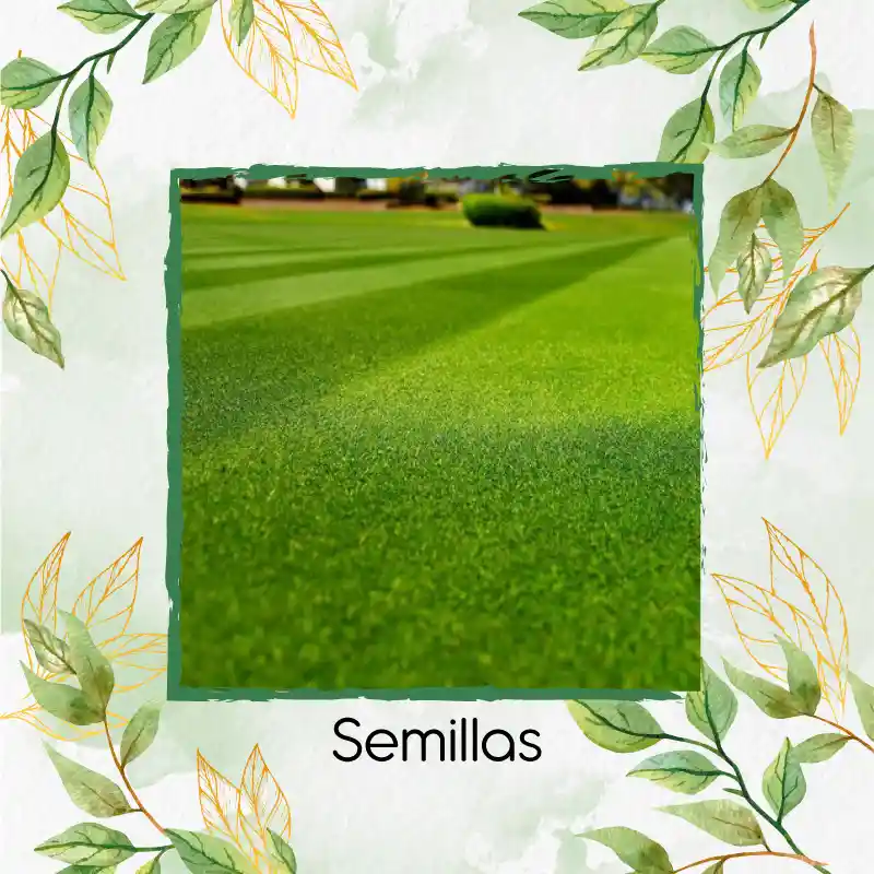 75.000 Semillas De Grama Decorativa Red Bermuda