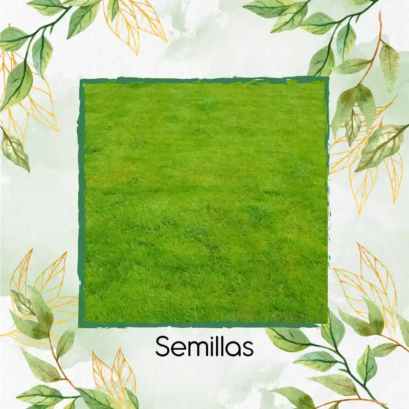 300.000 Semillas De Grama Decorativa Red Bermuda