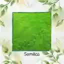 15.000 Semillas De Grama Decorativa Macana