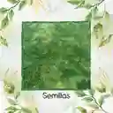 75.000 Semillas De Grama Decorativa Macana