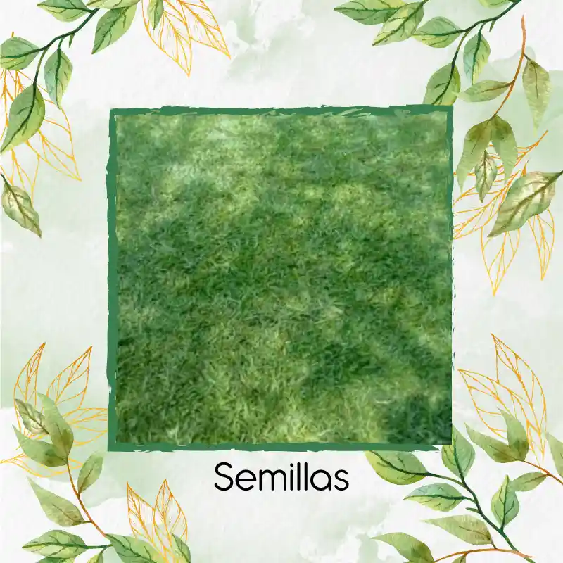 75.000 Semillas De Grama Decorativa Macana